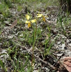 Diuris sp. (hybrid) at Cook, ACT - 21 Sep 2020