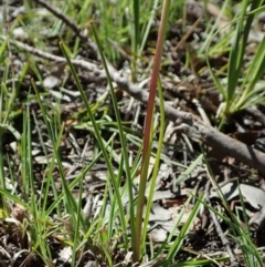 Diuris sp. (hybrid) at Cook, ACT - suppressed