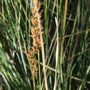 Carex appressa at Collector, NSW - 24 Sep 2020 02:43 PM