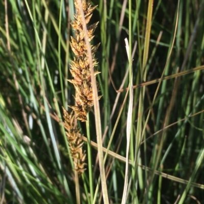 Carex appressa (Tall Sedge) at Collector, NSW - 24 Sep 2020 by JaneR