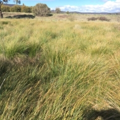Carex appressa at Collector, NSW - 24 Sep 2020