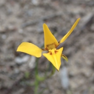 Diuris sp. (hybrid) at Holt, ACT - suppressed