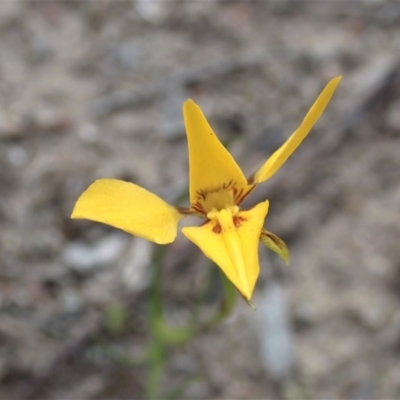 Diuris sp. (hybrid) (Hybrid Donkey Orchid) at Aranda Bushland - 19 Sep 2020 by CathB