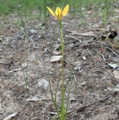 Diuris sp. (hybrid) at Holt, ACT - suppressed