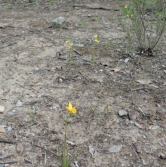 Diuris sp. (hybrid) at Holt, ACT - suppressed