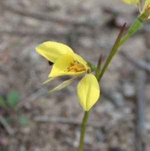 Diuris sp. (hybrid) at Holt, ACT - suppressed