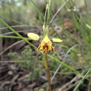 Diuris nigromontana at Cook, ACT - 20 Sep 2020