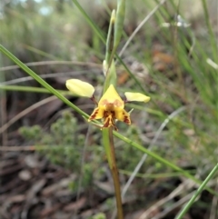 Diuris nigromontana (Black Mountain Leopard Orchid) at Mount Painter - 20 Sep 2020 by CathB