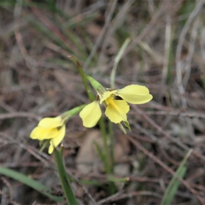 Diuris chryseopsis (Golden Moth) at Mount Painter - 17 Sep 2020 by CathB