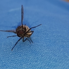 Helina sp. (genus) (Muscid fly) at Reservoir Hill, Lawson - 20 Sep 2020 by Jiggy