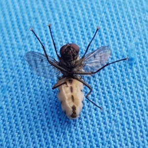 Helina sp. (genus) at Lawson, ACT - 21 Sep 2020