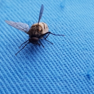 Helina sp. (genus) at Lawson, ACT - 21 Sep 2020