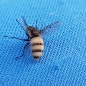 Helina sp. (genus) at Lawson, ACT - 21 Sep 2020 09:13 AM