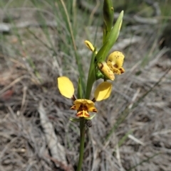 Diuris nigromontana (Black Mountain Leopard Orchid) at Aranda, ACT - 21 Sep 2020 by CathB