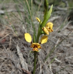 Diuris nigromontana (Black Mountain Leopard Orchid) at Point 3852 - 21 Sep 2020 by CathB