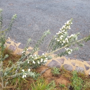 Chamaecytisus palmensis at Lawson, ACT - 21 Sep 2020