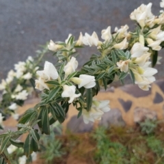 Chamaecytisus palmensis at Lawson, ACT - 21 Sep 2020 07:58 AM