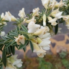 Chamaecytisus palmensis at Lawson, ACT - 21 Sep 2020 07:58 AM