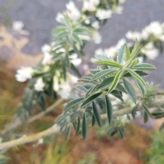 Chamaecytisus palmensis at Lawson, ACT - 21 Sep 2020