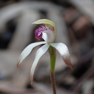 Caladenia ustulata at Aranda, ACT - 21 Sep 2020