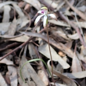 Caladenia ustulata at Aranda, ACT - suppressed