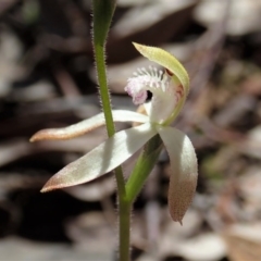 Caladenia ustulata at Aranda, ACT - 21 Sep 2020