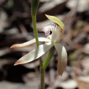 Caladenia ustulata at Aranda, ACT - suppressed