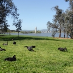 Cygnus atratus (Black Swan) at Mount Ainslie to Black Mountain - 24 Sep 2013 by Mike