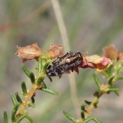 Diphucrania acuducta (Acuducta jewel beetle) at Aranda Bushland - 21 Sep 2020 by CathB