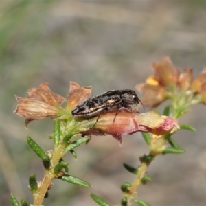 Diphucrania acuducta at Holt, ACT - 21 Sep 2020