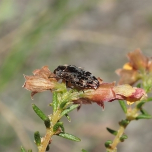 Diphucrania acuducta at Holt, ACT - 21 Sep 2020