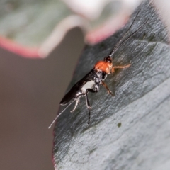 Braconidae (family) (Unidentified braconid wasp) at Latham, ACT - 24 Sep 2020 by Roger