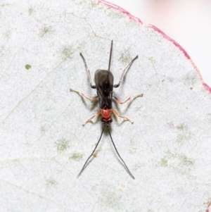 Braconidae sp. (family) at Latham, ACT - 24 Sep 2020