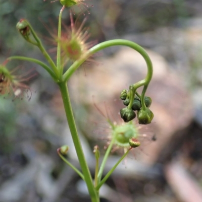 Drosera auriculata (Tall Sundew) at Aranda Bushland - 21 Sep 2020 by CathB