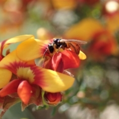 Exoneura sp. (genus) (A reed bee) at Aranda, ACT - 21 Sep 2020 by CathB