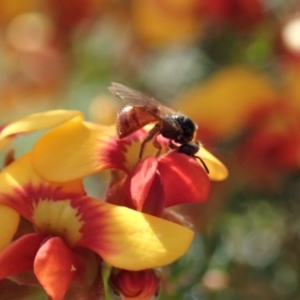 Exoneura sp. (genus) at Aranda, ACT - 21 Sep 2020