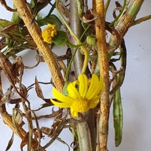 Senecio madagascariensis at Wallaga Lake, NSW - 20 Sep 2020 10:20 AM