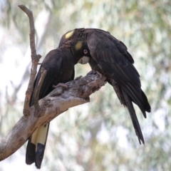 Zanda funerea (Yellow-tailed Black-Cockatoo) at ANBG - 1 Sep 2020 by Tim L
