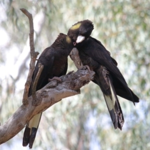 Zanda funerea at Acton, ACT - 1 Sep 2020 12:14 PM