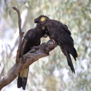 Zanda funerea at Acton, ACT - 1 Sep 2020 12:14 PM