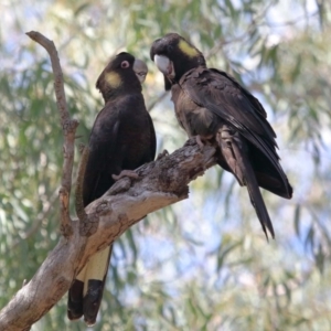 Zanda funerea at Acton, ACT - 1 Sep 2020 12:14 PM