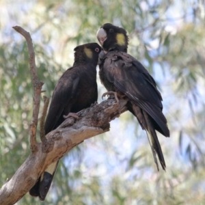 Zanda funerea at Acton, ACT - 1 Sep 2020 12:14 PM