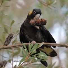 Zanda funerea (Yellow-tailed Black-Cockatoo) at Acton, ACT - 1 Sep 2020 by TimL