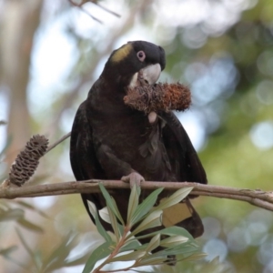 Zanda funerea at Acton, ACT - 1 Sep 2020