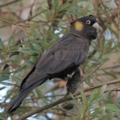 Zanda funerea at Acton, ACT - 1 Sep 2020 12:14 PM