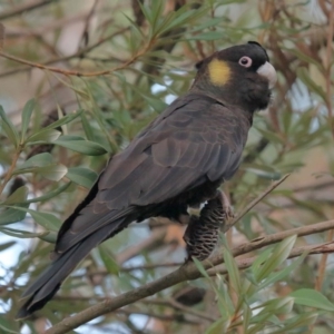 Zanda funerea at Acton, ACT - 1 Sep 2020 12:14 PM