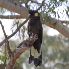 Zanda funerea at Acton, ACT - 1 Sep 2020