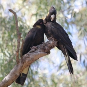 Zanda funerea at Acton, ACT - 1 Sep 2020