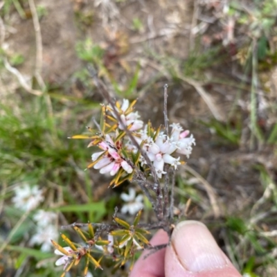 Lissanthe strigosa subsp. subulata (Peach Heath) at Rossi, NSW - 23 Sep 2020 by SthTallagandaSurvey