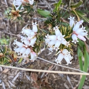 Lissanthe strigosa subsp. subulata at Rossi, NSW - 23 Sep 2020